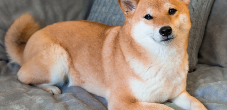 unlu-borsa-shiba-inu-listelemesi-icin-ipuclarini-verdi - Crypto Turkey Ünlü Borsa, Shiba Inu Listelemesi İçin İpuçlarını Verdi!