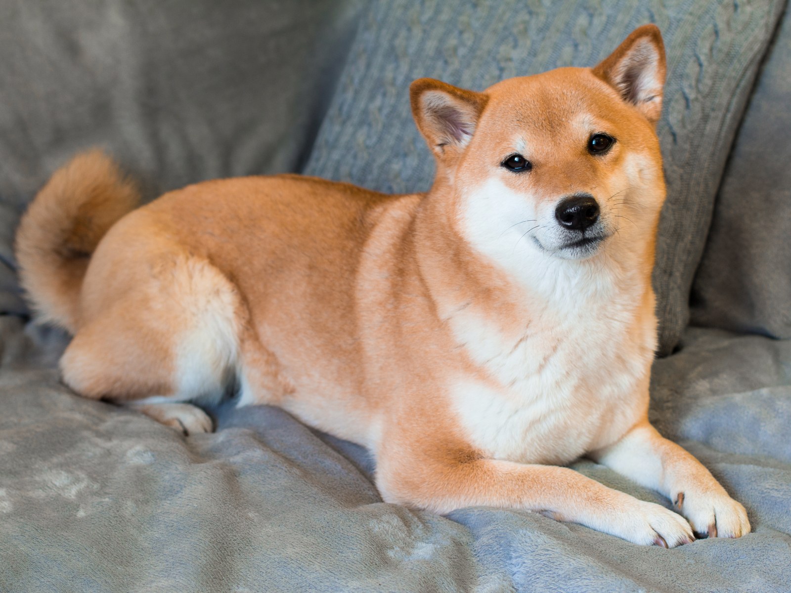 Ünlü Borsa, Shiba Inu Listelemesi İçin İpuçlarını Verdi!