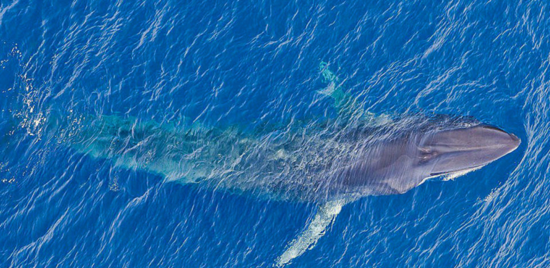 veriler-konusuyor-balinalar-bu-altcoin-i-dipten-topluyor - Crypto Turkey Veriler Konuşuyor: Balinalar, Bu Altcoin’i Dipten Topluyor!