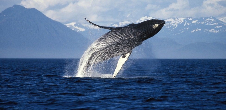 WhaleStats’a Göre, Var Olan En Zengin Ethereum Balinaları Bu Altcoin’e Odaklandı