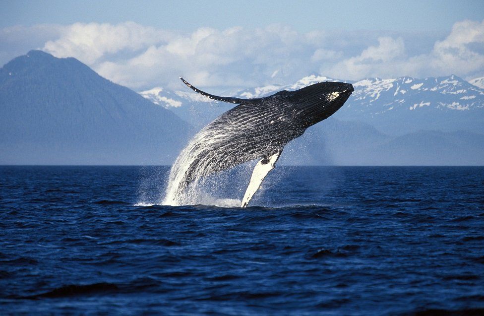 WhaleStats’a Göre, Var Olan En Zengin Ethereum Balinaları Bu Altcoin’e Odaklandı