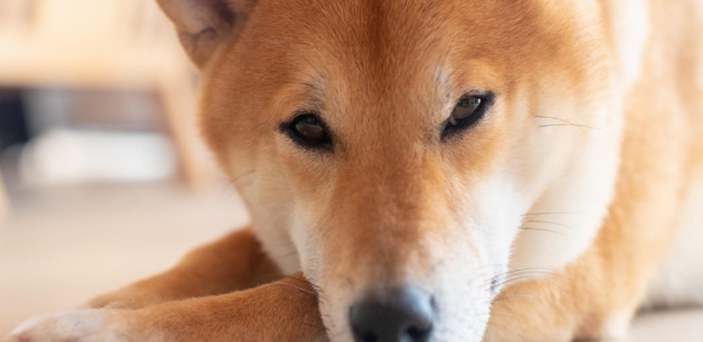 Analist Uyardı: Shiba Inu’da Bu Seviyelere Düzeltme Bekleyin!