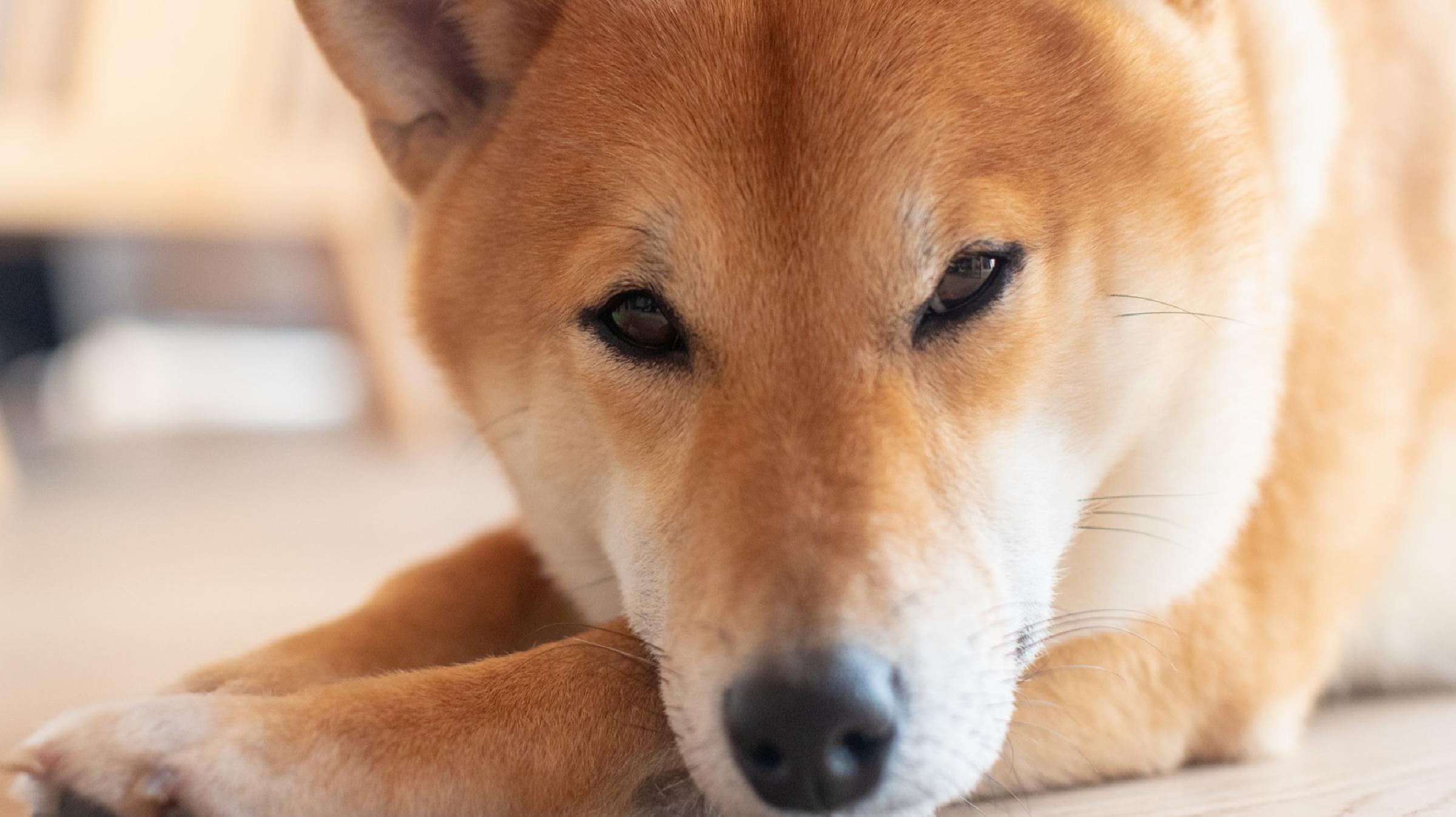 Analist Uyardı: Shiba Inu’da Bu Seviyelere Düzeltme Bekleyin!