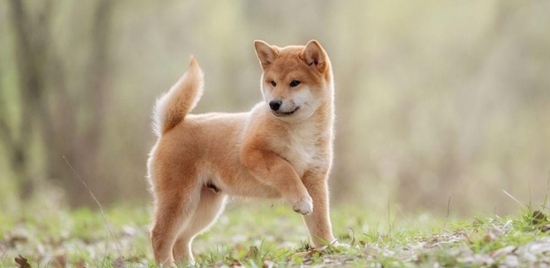 balinalar-son-birkac-saat-icinde-20-7-milyar-shiba-inu-shib-aldi - Crypto Turkey Balinalar Son Birkaç Saat İçinde 20.7 Milyar Shiba Inu (SHIB) Aldı