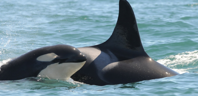 Balinaların Bugün Trade Ettiği 10 Altcoin Açıklandı!