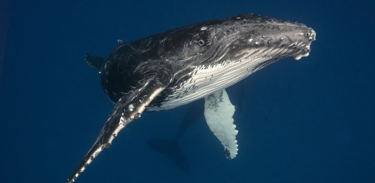 binance-coin-balinasi-bu-altcoin-den-milyarlarcasini-yuttu-iste-nedeni - Crypto Turkey Binance Coin Balinası, Bu Altcoin’den Milyarlarcasını Yuttu! İşte Nedeni