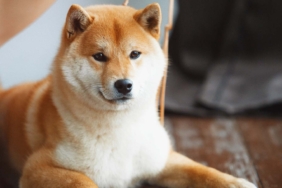 Bitstamp, Shiba Inu’yu (SHIB) Listeledi