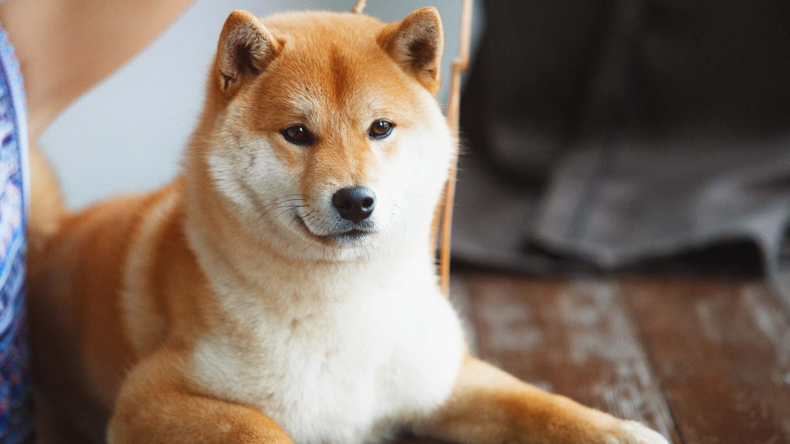 Bitstamp, Shiba Inu’yu (SHIB) Listeledi