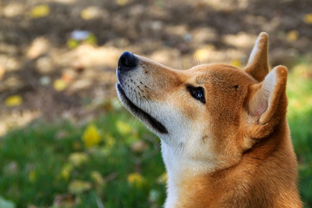 Dev Shiba Inu (SHIB) Yatırımcıları, Düzeltmeye Rağmen Biriktirmeyi Sürdürüyor