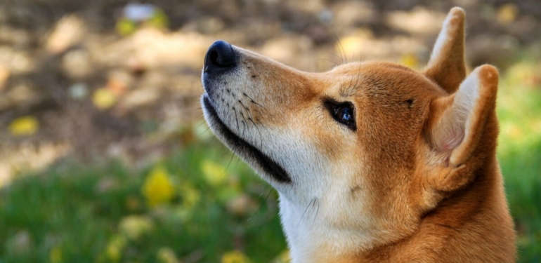 dev-shiba-inu-shib-yatirimcilari-duzeltmeye-ragmen-biriktirmeyi-surduruyor - Crypto Turkey Dev Shiba Inu (SHIB) Yatırımcıları, Düzeltmeye Rağmen Biriktirmeyi Sürdürüyor