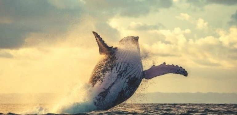 Devasa Bir Balina, Bu 6 Altcoin’den Onmilyonlarcasını Yuttu!