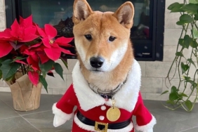 Elon Musk, köpeği Floki’ye Noel Baba kostümü giydirdi