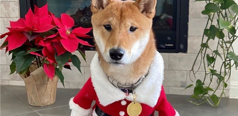 elon-musk-kopegi-floki-ye-noel-baba-kostumu-giydirdi - Crypto Turkey Elon Musk, köpeği Floki’ye Noel Baba kostümü giydirdi