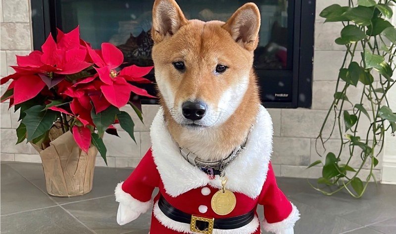 Elon Musk, köpeği Floki’ye Noel Baba kostümü giydirdi