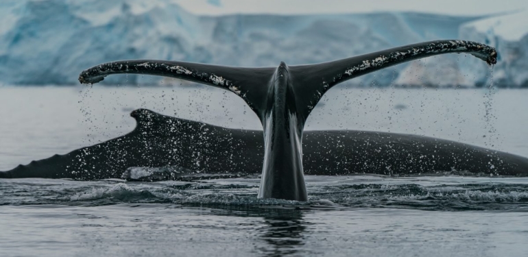 İkinci En Büyük Ethereum (ETH) Balinası, Yeni Altcoin’ler Biriktiriyor