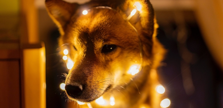 Noelden Sonrası Bu Meme Coin İçin Önemli: Balinalar Alıyor!