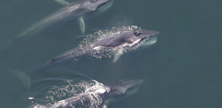 santiment-balinalar-dususe-ragmen-cantalarini-bu-altcoin-le-dolduruyor - Crypto Turkey Santiment: Balinalar Düşüşe Rağmen Çantalarını Bu Altcoin’le Dolduruyor!