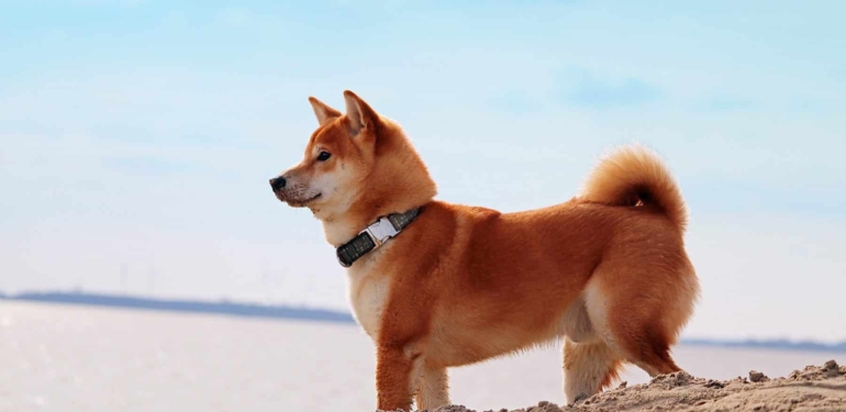 seyahat-sirketi-travala-shiba-inu-yu-shib-odeme-araci-olarak-kabul-edecek - Crypto Turkey Seyahat Şirketi Travala, Shiba Inu’yu (SHIB) Ödeme Aracı Olarak Kabul Edecek