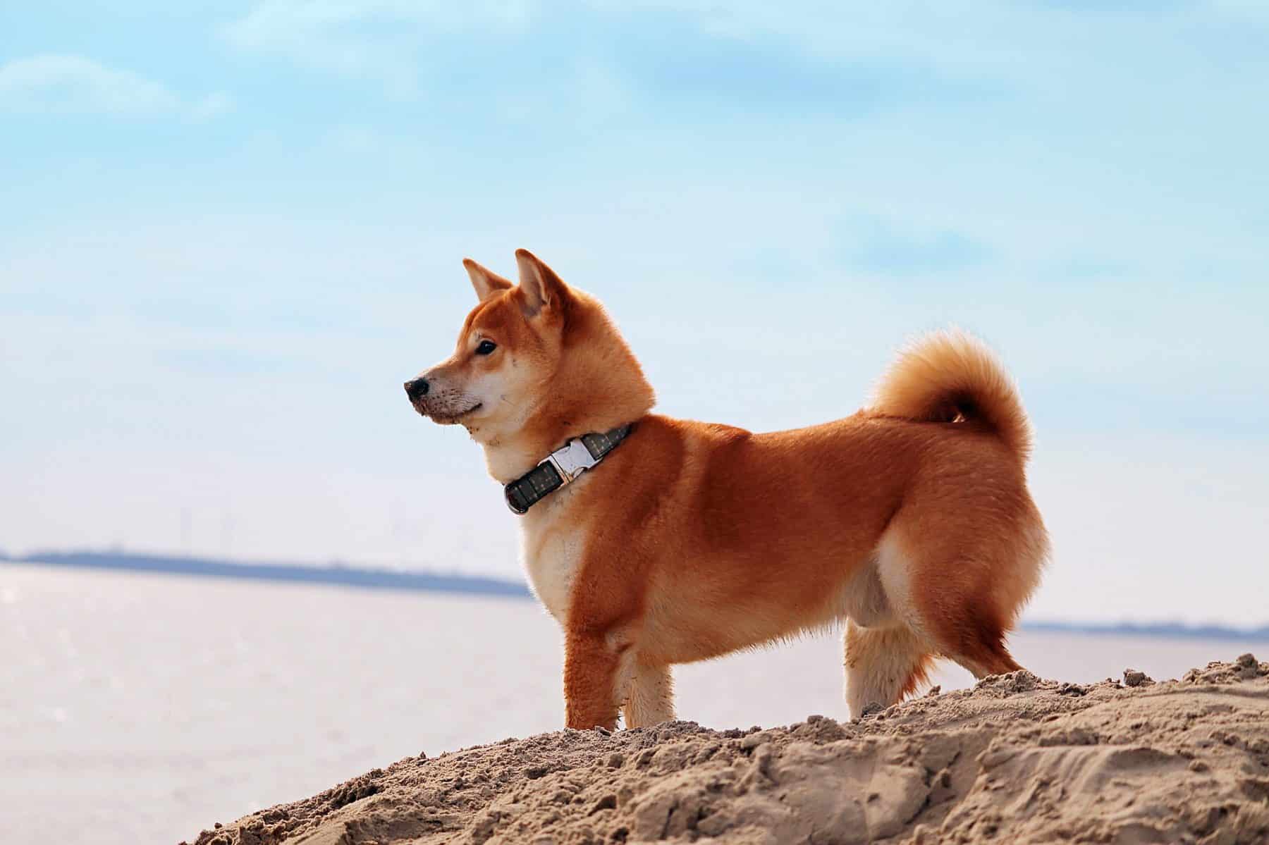 Seyahat Şirketi Travala, Shiba Inu’yu (SHIB) Ödeme Aracı Olarak Kabul Edecek