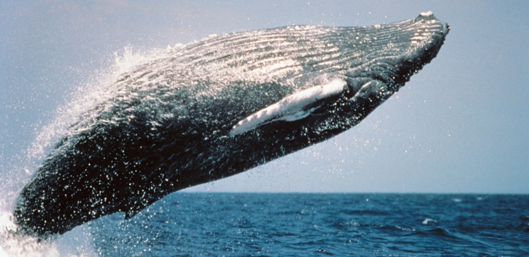 SHIB Değil: Devasa Balinalar, Bugün Bu Altcoin’e Hücum Etti!