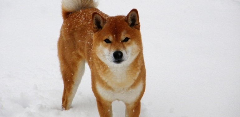 shib-ve-doge-yolda-kaldi-bu-4-meme-coin-ise-ucuyor - Crypto Turkey SHIB ve DOGE Yolda Kaldı: Bu 4 Meme Coin ise Uçuyor!