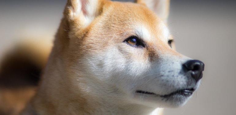 Shiba Inu, Saldırıya Uğrayan BitMart’a Destek Tweeti Paylaştı