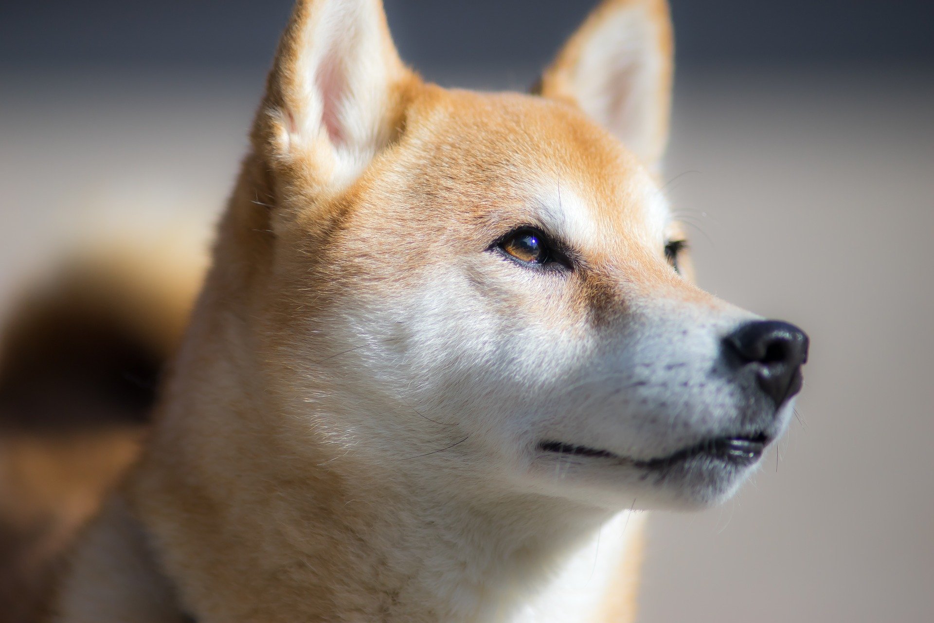 Shiba Inu, Saldırıya Uğrayan BitMart’a Destek Tweeti Paylaştı