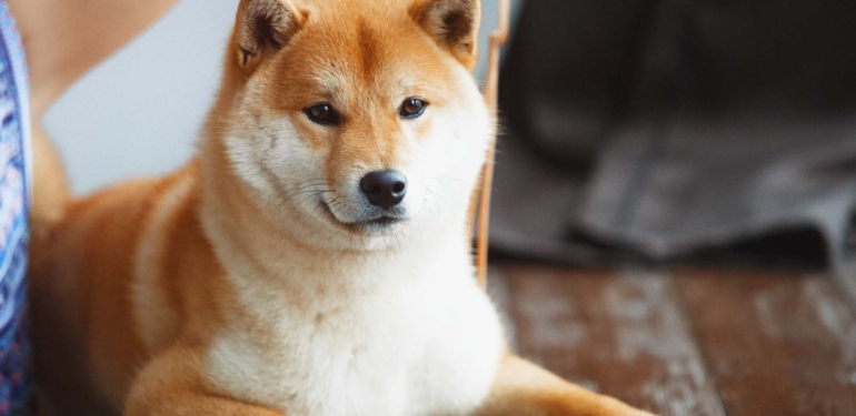 Shiba Inu (SHIB), 100.000 Yeni Kullanıcı Kazandı