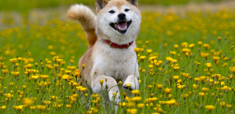 shiba-inu-shib-2022-yilina-balinalar-arasinda-en-populer-varlik-olarak-giriyor - Crypto Turkey Shiba Inu (SHIB), 2022 Yılına Balinalar Arasında En Popüler Varlık Olarak Giriyor