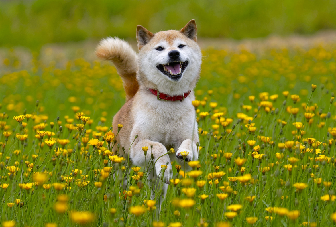 Shiba Inu (SHIB), 2022 Yılına Balinalar Arasında En Popüler Varlık Olarak Giriyor