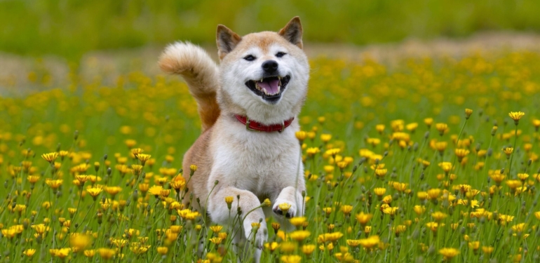 Shiba Inu (SHIB), Artık Avalanche Bridge Tarafından Destekleniyor