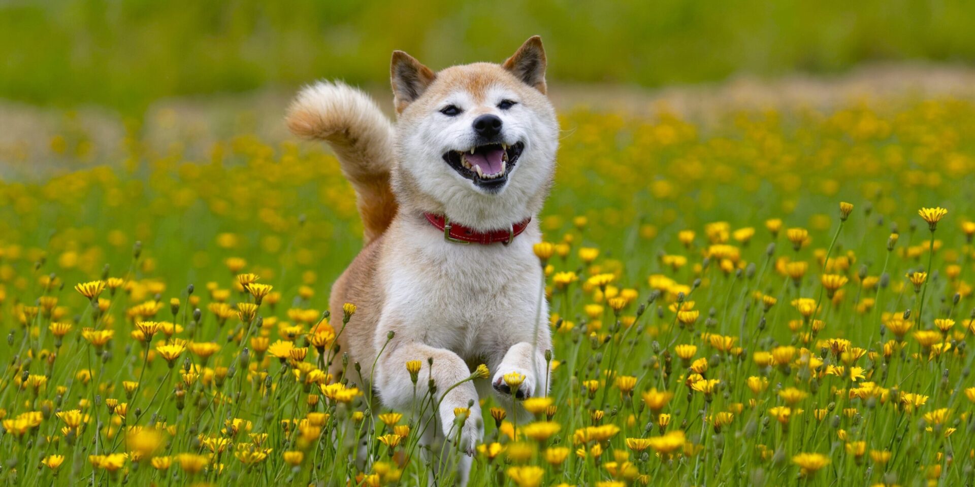 Shiba Inu (SHIB), Artık Avalanche Bridge Tarafından Destekleniyor