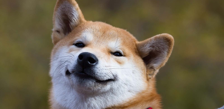 Shiba Inu (SHIB), Avustralya’da Cardano (ADA) ve XRP’den Daha Popüler