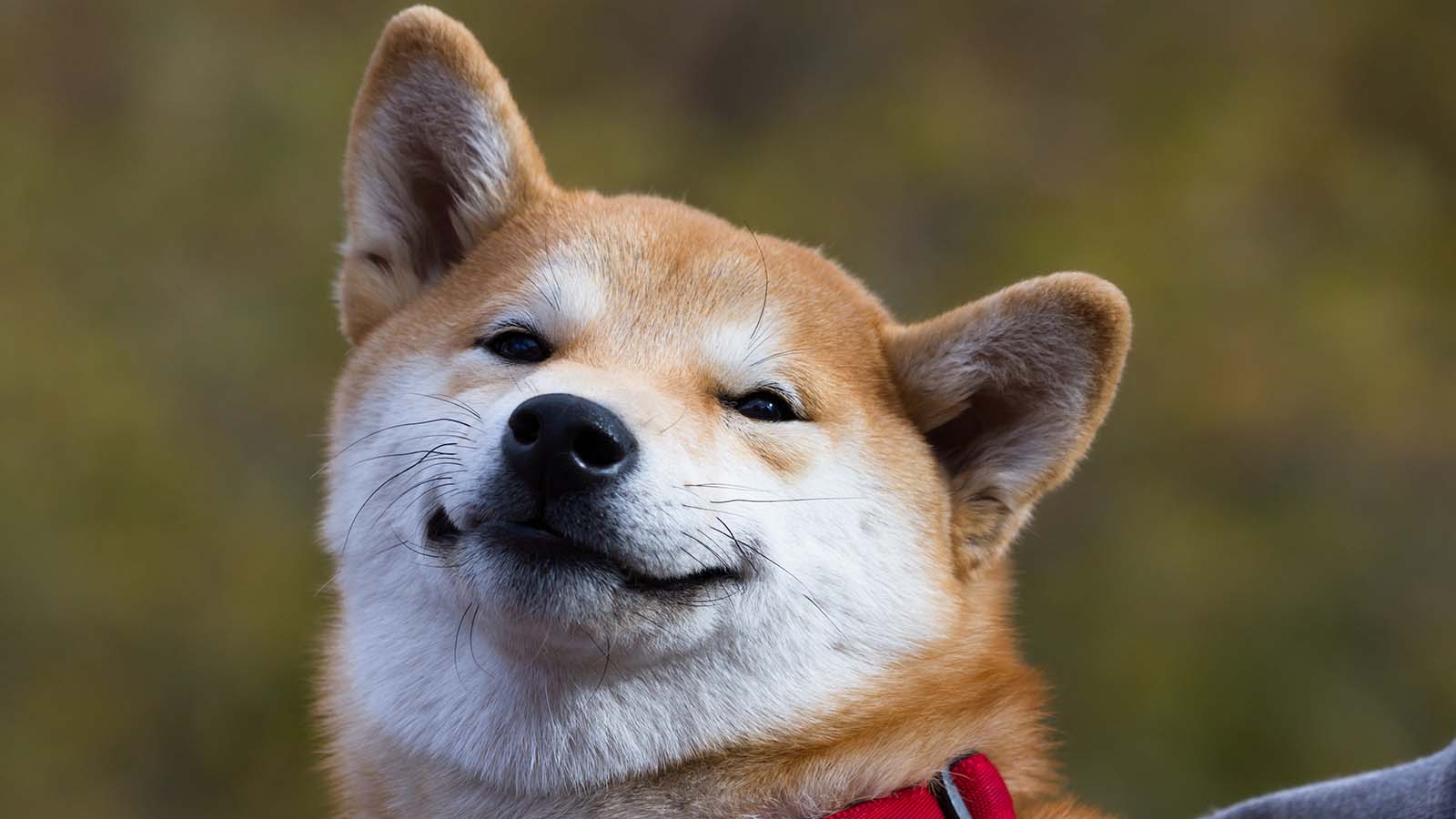 Shiba Inu (SHIB), Avustralya’da Cardano (ADA) ve XRP’den Daha Popüler