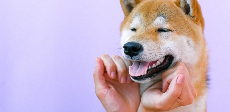 shiba-inu-shib-balinalari-ortalama-varliklarini-28-arttirdi - Crypto Turkey Shiba Inu (SHIB) Balinaları Ortalama Varlıklarını %28 Arttırdı