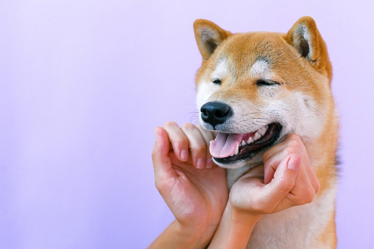 Shiba Inu (SHIB) Balinaları Ortalama Varlıklarını %28 Arttırdı