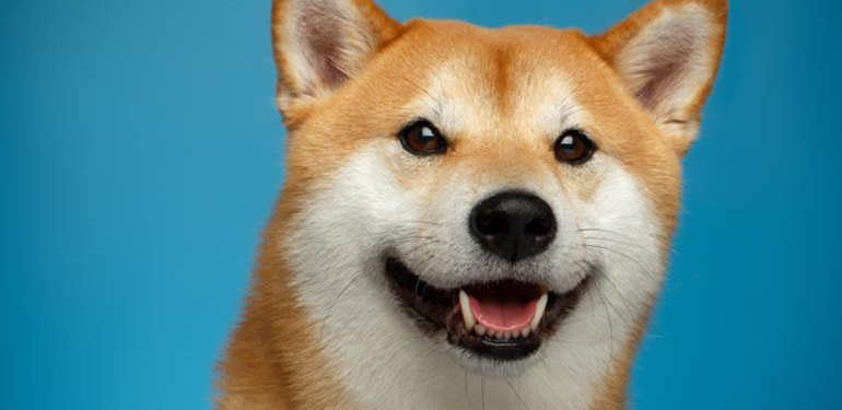 Shiba Inu (SHIB) Balinası, Yaklaşık 500 Milyon Dolar Değerinde Token Aktardı