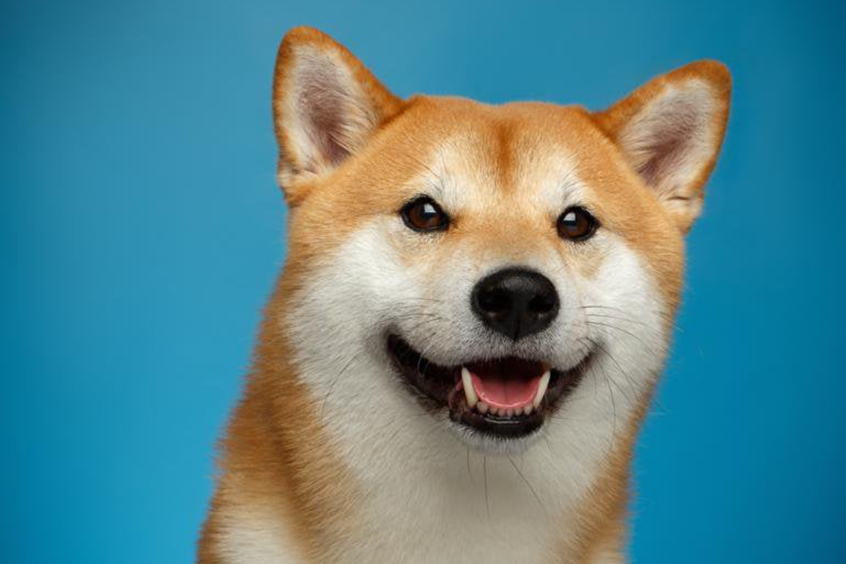 Shiba Inu (SHIB) Balinası, Yaklaşık 500 Milyon Dolar Değerinde Token Aktardı