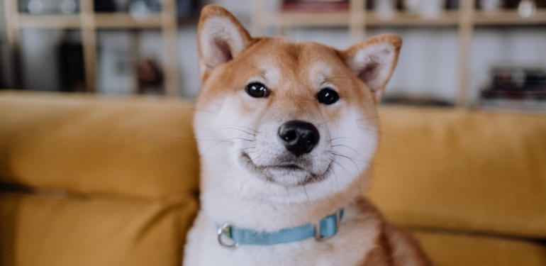Shiba Inu (SHIB), Hindistan’da En Çok İşlem Gören Kriptolar Arasında Yer Alıyor