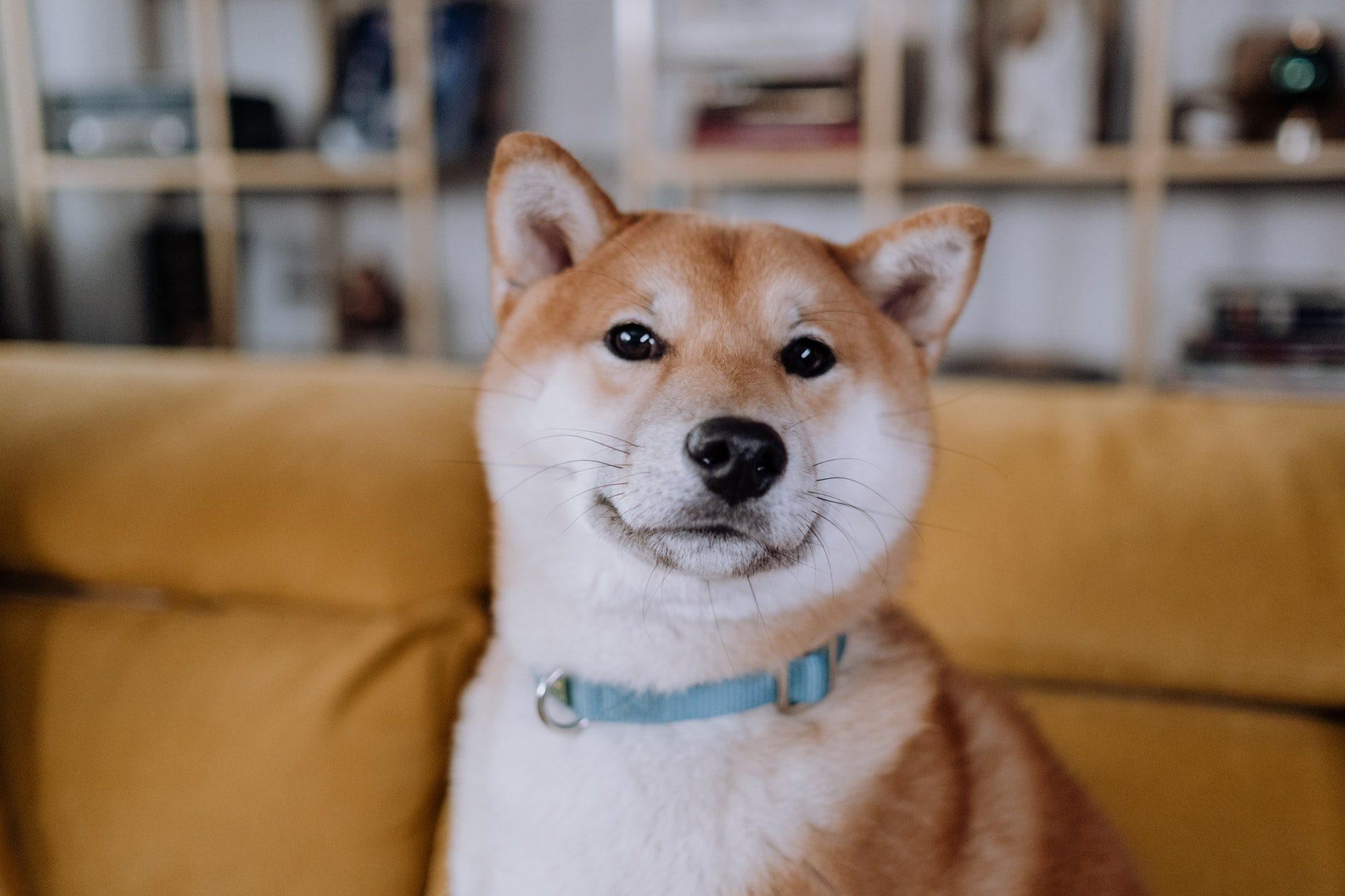 Shiba Inu (SHIB), Hindistan’da En Çok İşlem Gören Kriptolar Arasında Yer Alıyor