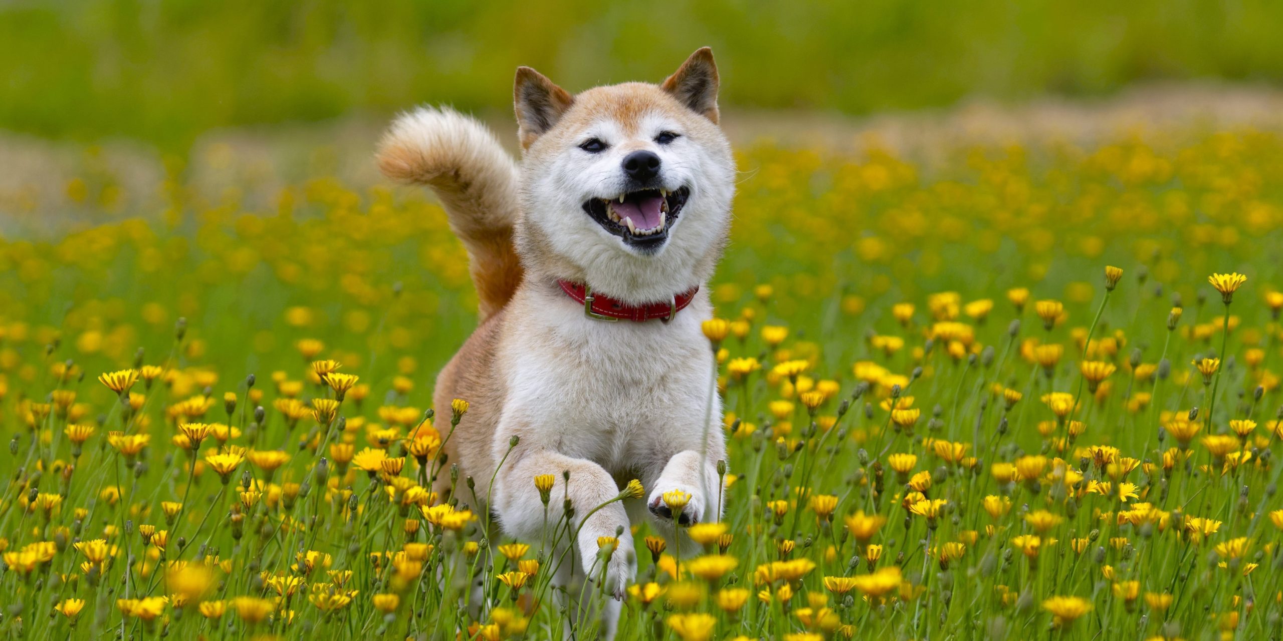 Shiba Inu (SHIB) Yükselişini Devam Ettiremedi