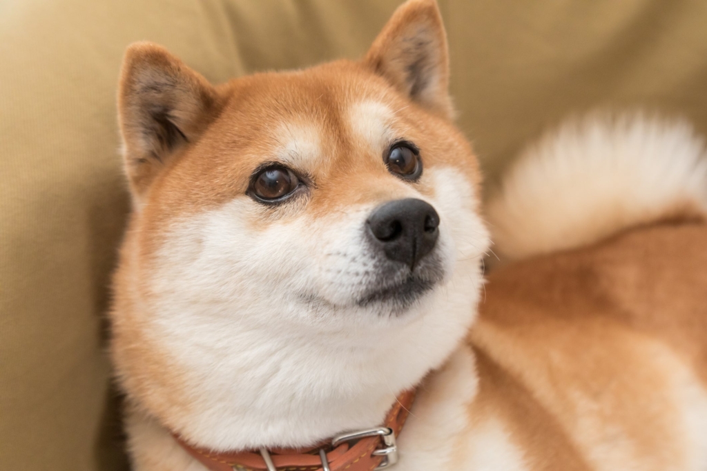 Wall Street Kurdu’ndan Bomba Dogecoin ve Shiba Inu Yorumları!