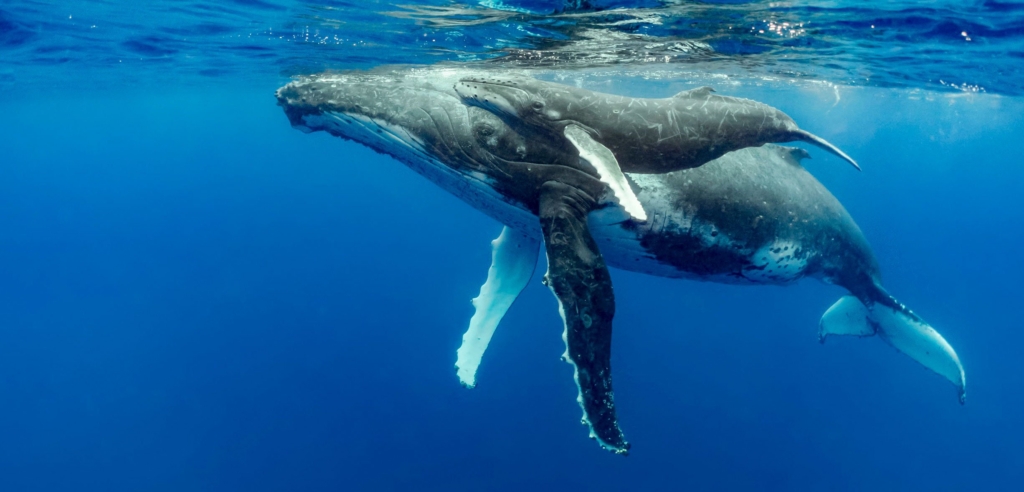 Whale Watcher’a Göre En Büyük 1000 Ethereum Cüzdanı Bu Altcoin’leri Biriktiriyor