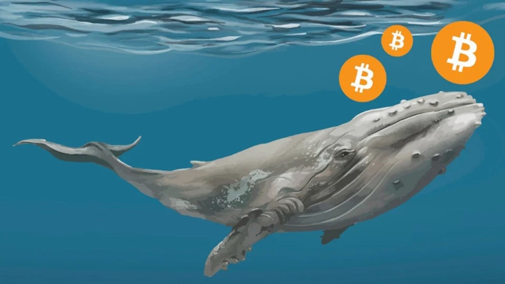 Balinalar, Bitcoin’lerini Satıyor! Piyasada Neler Yaşanıyor?