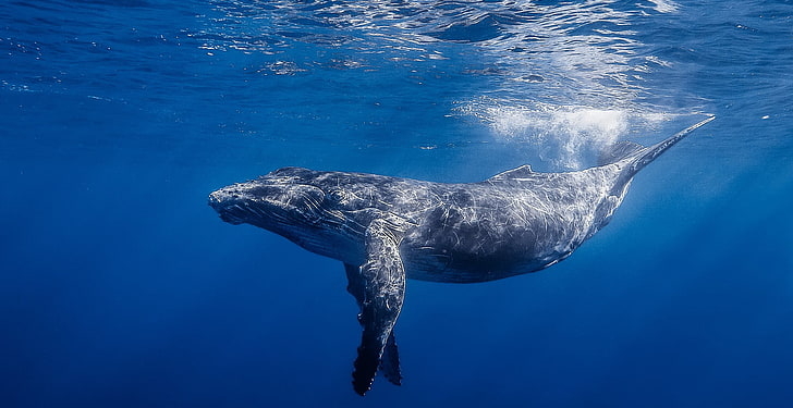 Balinalar, Bu Altcoin’e Bahis Oynuyor: Rekor Kırdı!