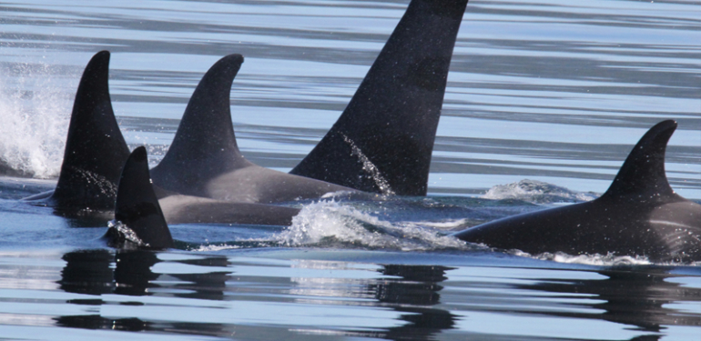 Balinalar Portföylerini Bu Altcoin’ler ile Çeşitlendiriyor!