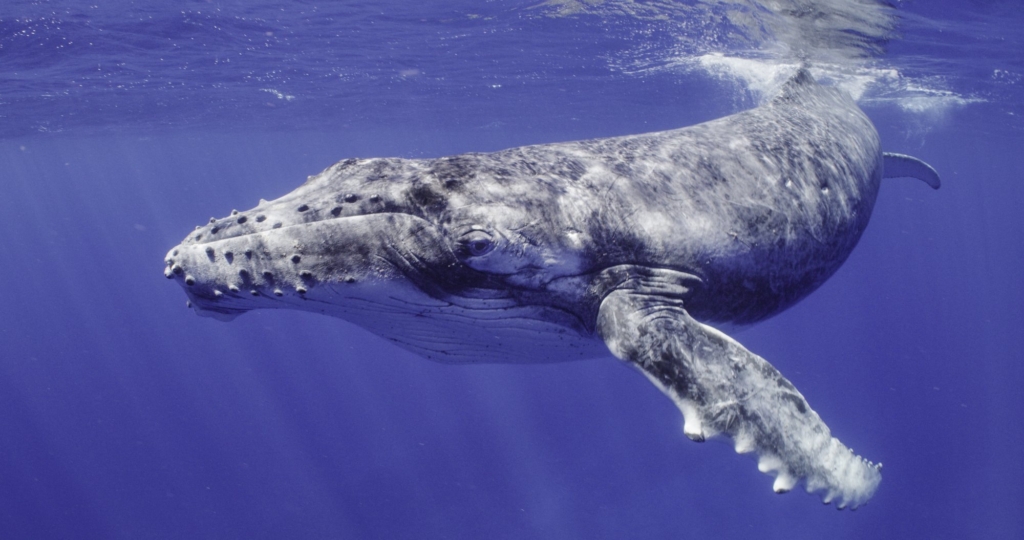 Balinalar, Shiba Inu (SHIB) Satın Almayı Sürdürüyor
