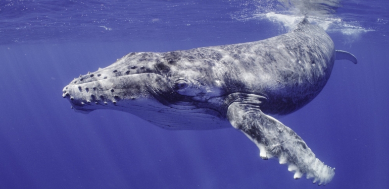 balinalar-shiba-inu-shib-satin-almayi-surduruyor - Crypto Turkey Balinalar, Shiba Inu (SHIB) Satın Almayı Sürdürüyor