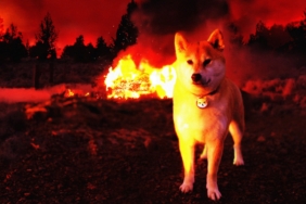 Bir Saat İçinde 103 Milyon Shiba Inu (SHIB) Yakıldı