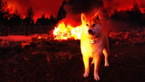 Bir Saat İçinde 103 Milyon Shiba Inu (SHIB) Yakıldı
